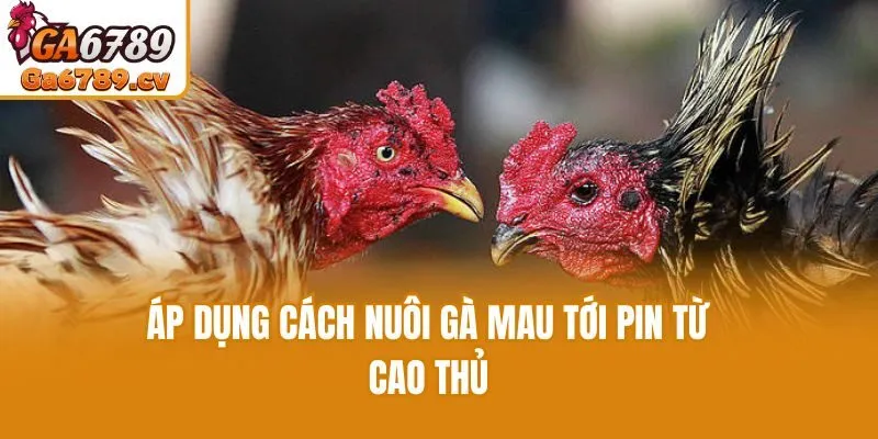 Áp dụng cách nuôi gà mau tới pin từ cao thủ