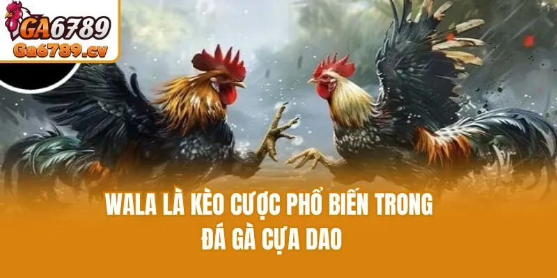 Wala là kèo cược phổ biến trong đá gà cựa dao