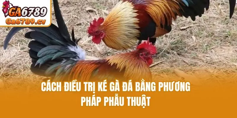 Cách điều trị ké gà đá bằng phương pháp phẫu thuật