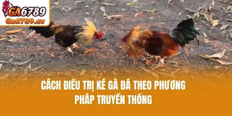 Cách điều trị ké gà đá theo phương pháp truyền thống