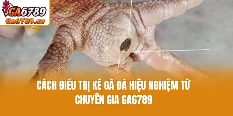 Cách Điều Trị Ké Gà Đá Hiệu Nghiệm Từ Chuyên Gia Ga6789