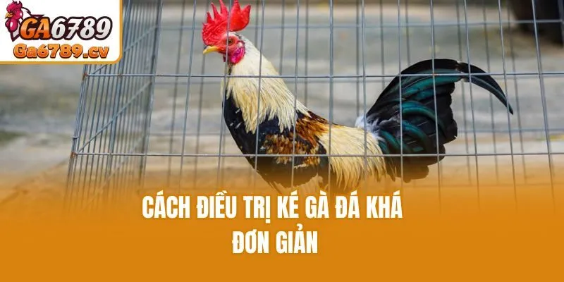 Cách điều trị ké gà đá khá đơn giản