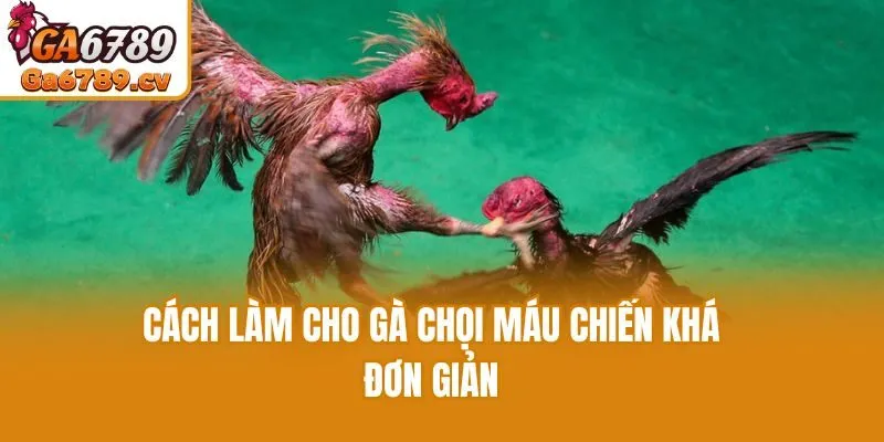 Cách làm cho gà chọi máu chiến khá đơn giản