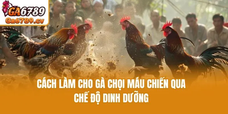 Cách làm cho gà chọi máu chiến qua chế độ dinh dưỡng