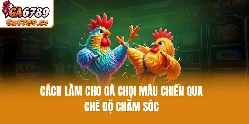 Cách làm cho gà chọi máu chiến qua chế độ chăm sóc