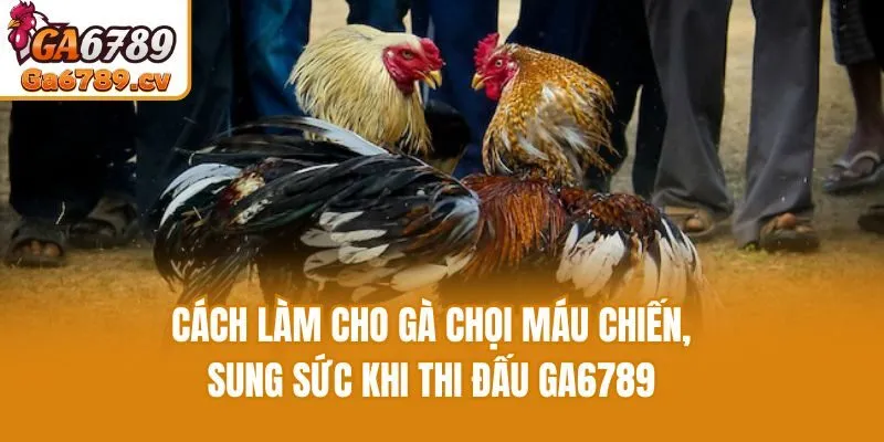 Cách Làm Cho Gà Chọi Máu Chiến, Sung Sức Khi Thi Đấu Ga6789
