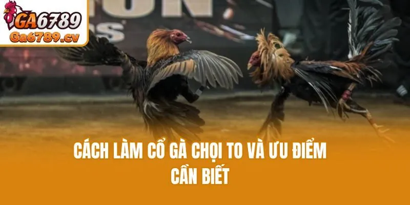 Cách làm cổ gà chọi to và ưu điểm cần biết
