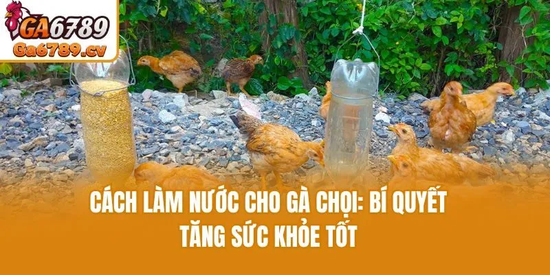 Cách Làm Nước Cho Gà Chọi: Bí Quyết Tăng Sức Khỏe Tốt