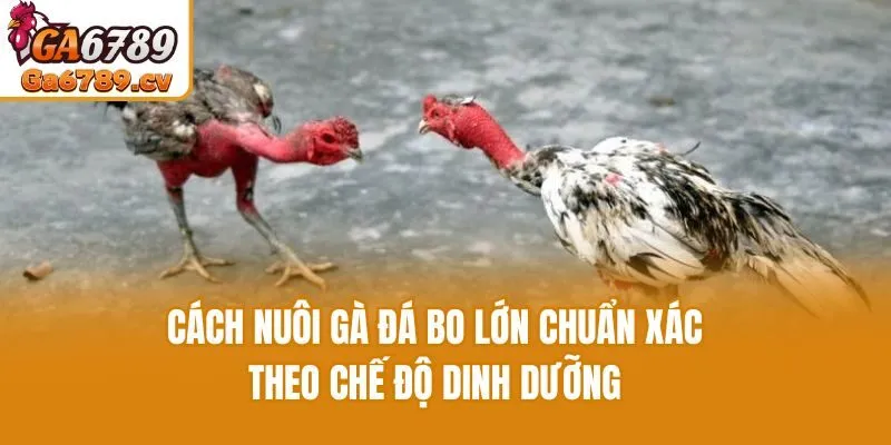 Cách nuôi gà đá bo lớn chuẩn xác theo chế độ dinh dưỡng