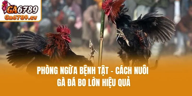 Phòng ngừa bệnh tật - Cách nuôi gà đá bo lớn hiệu quả