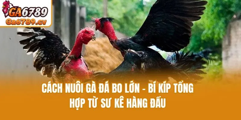 Cách Nuôi Gà Đá Bo Lớn - Bí Kíp Tổng Hợp Từ Sư Kê Hàng Đầu