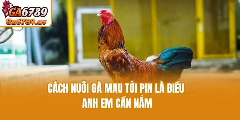 Cách nuôi gà mau tới pin là điều anh em cần nắm