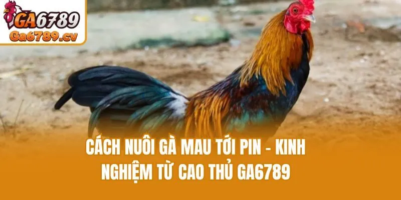 Cách Nuôi Gà Mau Tới Pin - Kinh Nghiệm Từ Cao Thủ Ga6789