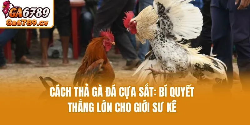 Cách Thả Gà Đá Cựa Sắt: Bí Quyết Thắng Lớn Cho Giới Sư Kê