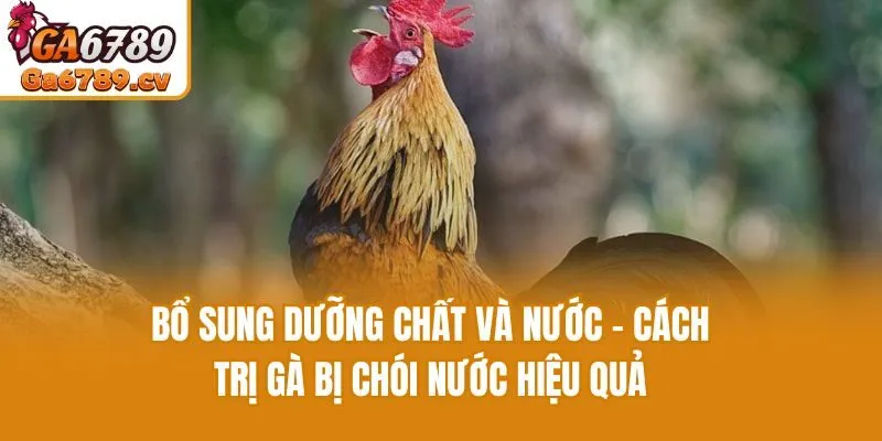 Bổ sung dưỡng chất và nước - Cách trị gà bị chói nước hiệu quả