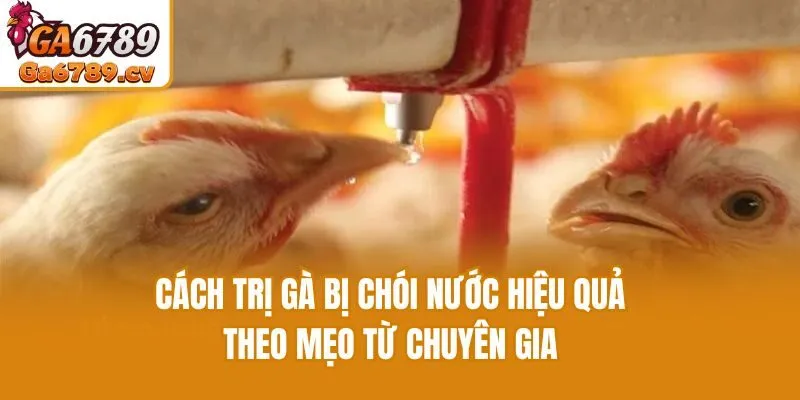 Cách Trị Gà Bị Chói Nước Hiệu Quả Theo Mẹo Từ Chuyên Gia