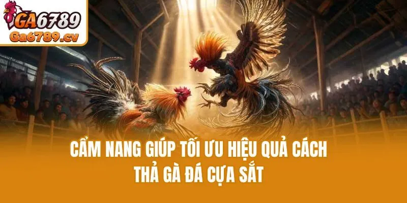 Cẩm nang giúp tối ưu hiệu quả cách thả gà đá cựa sắt