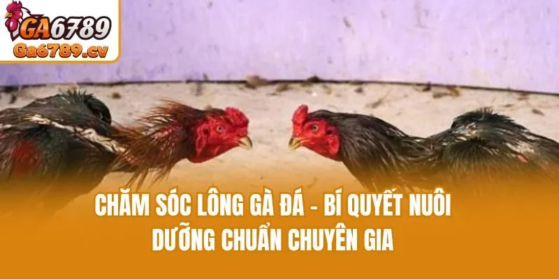 Chăm Sóc Lông Gà Đá - Bí Quyết Nuôi Dưỡng Chuẩn Chuyên Gia