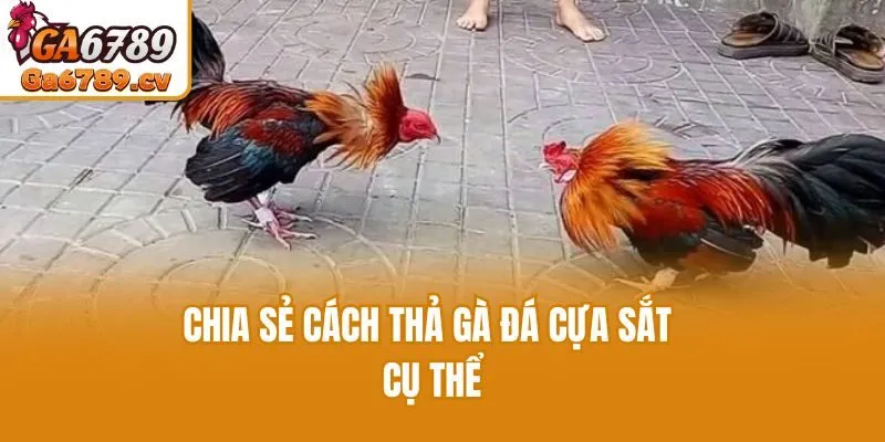 Chia sẻ cách thả gà đá cựa sắt cụ thể
