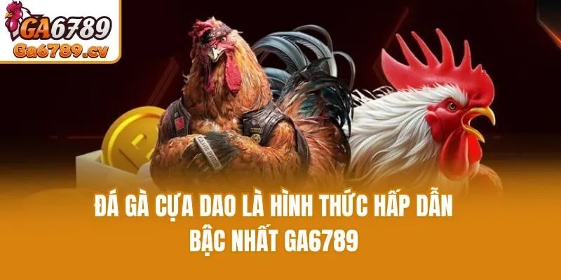 Đá gà cựa dao là hình thức hấp dẫn bậc nhất Ga6789