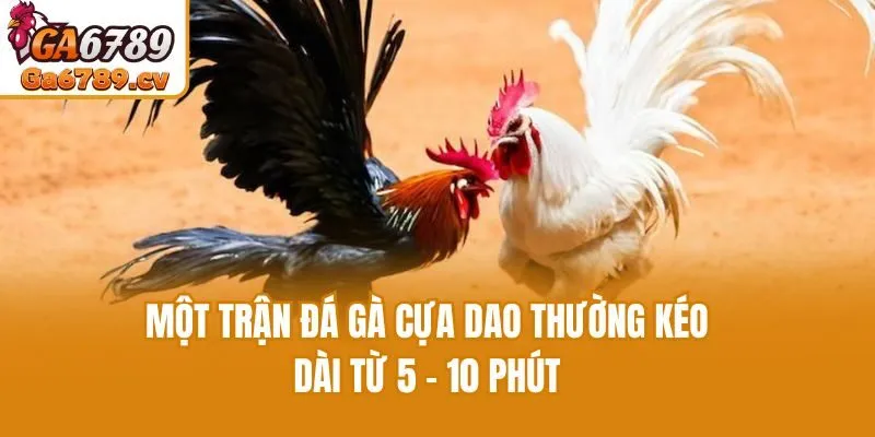 Một trận đá gà cựa dao thường kéo dài từ 5 - 10 phút