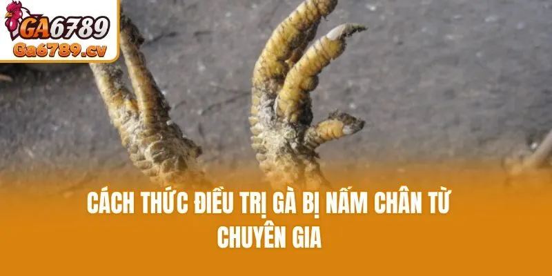 Cách thức điều trị gà bị nấm chân từ chuyên gia
