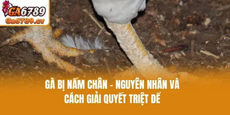 Gà Bị Nấm Chân - Nguyên Nhân Và Cách Giải Quyết Triệt Để