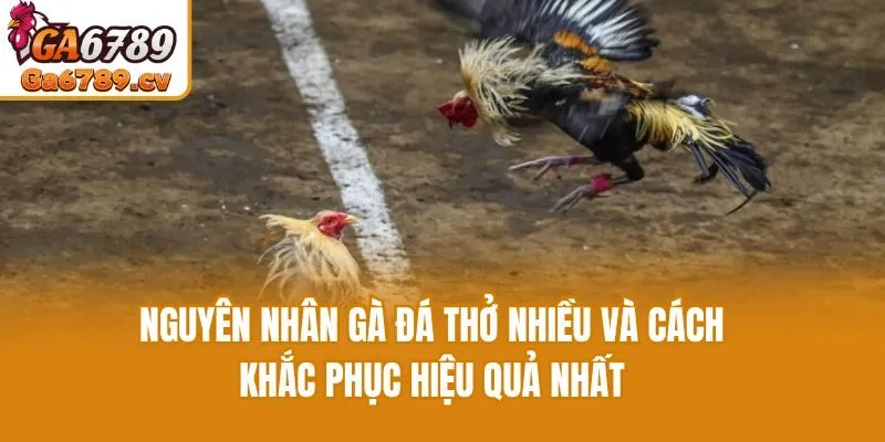 Nguyên Nhân Gà Đá Thở Nhiều Và Cách Khắc Phục Hiệu Quả Nhất