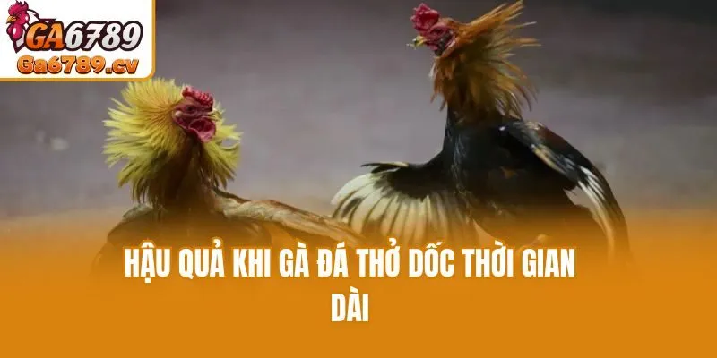 Hậu quả khi gà đá thở dốc thời gian dài