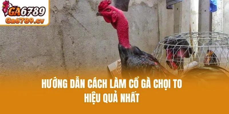 Hướng dẫn cách làm cổ gà chọi to hiệu quả nhất