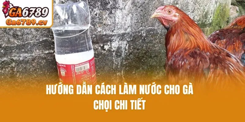 Hướng dẫn cách làm nước cho gà chọi chi tiết