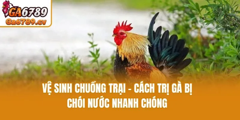 Vệ sinh chuồng trại - Cách trị gà bị chói nước nhanh chóng