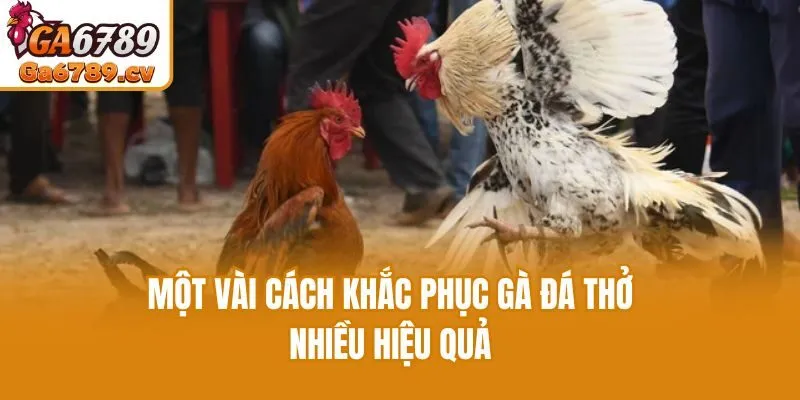 Một vài cách khắc phục gà đá thở nhiều hiệu quả