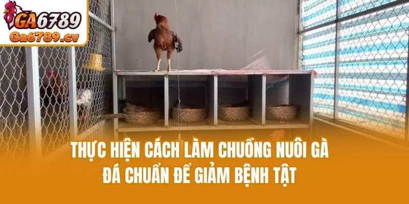 Thực hiện cách làm chuồng nuôi gà đá chuẩn để giảm bệnh tật