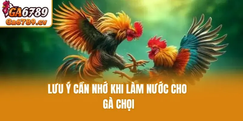 Lưu ý cần nhớ khi làm nước cho gà chọi