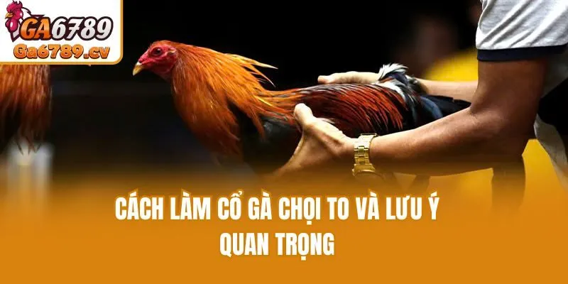 Cách làm cổ gà chọi to và lưu ý quan trọng