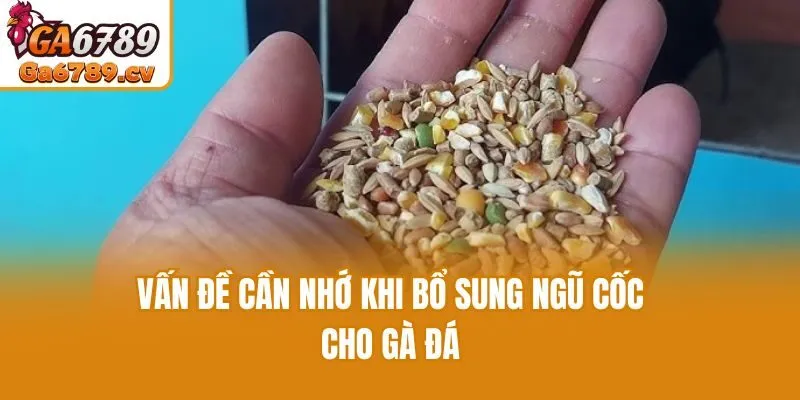 Vấn đề cần nhớ khi bổ sung ngũ cốc cho gà đá