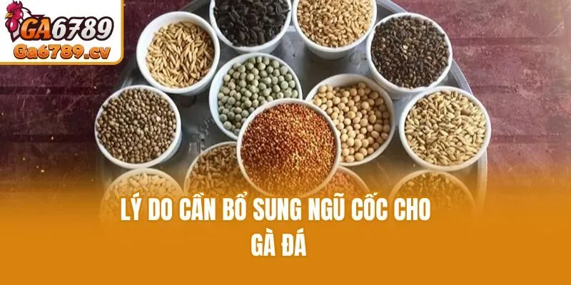 Lý do cần bổ sung ngũ cốc cho gà đá