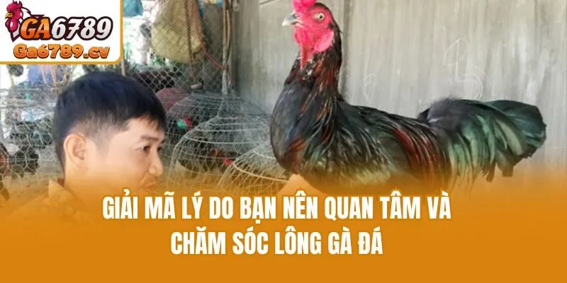 Giải mã lý do bạn nên quan tâm và chăm sóc lông gà đá