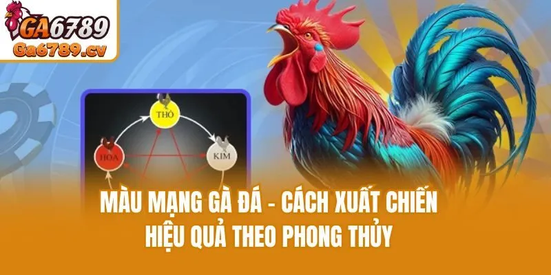 Màu Mạng Gà Đá - Cách Xuất Chiến Hiệu Quả Theo Phong Thủy