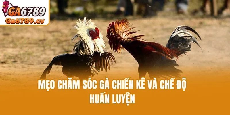 Mẹo chăm sóc gà chiến kê và chế độ huấn luyện