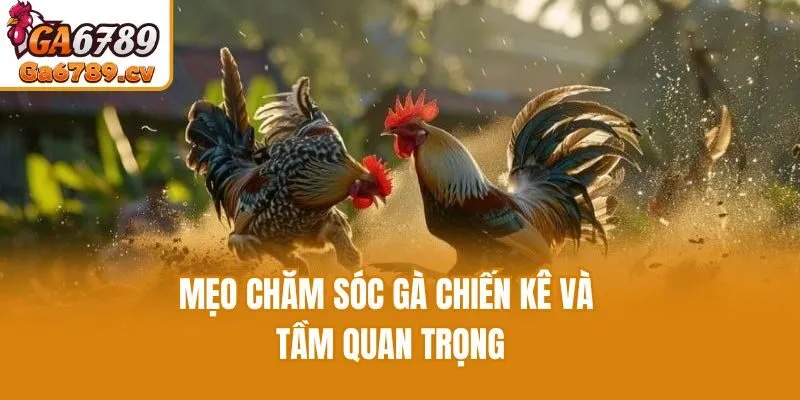 Mẹo chăm sóc gà chiến kê và tầm quan trọng