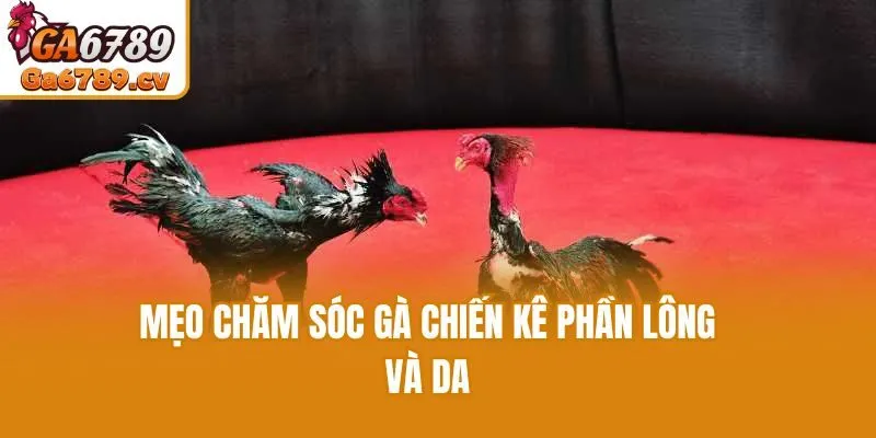 Mẹo chăm sóc gà chiến kê phần lông và da