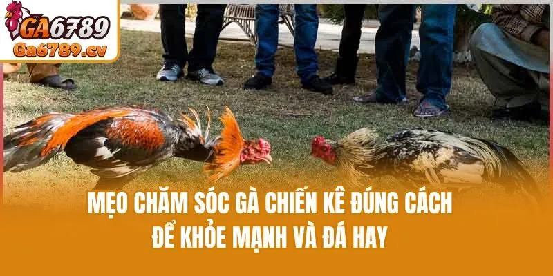 Mẹo Chăm Sóc Gà Chiến Kê Đúng Cách Để Khỏe Mạnh Và Đá Hay