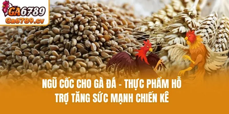Ngũ Cốc Cho Gà Đá - Thực Phẩm Hỗ Trợ Tăng Sức Mạnh Chiến Kê