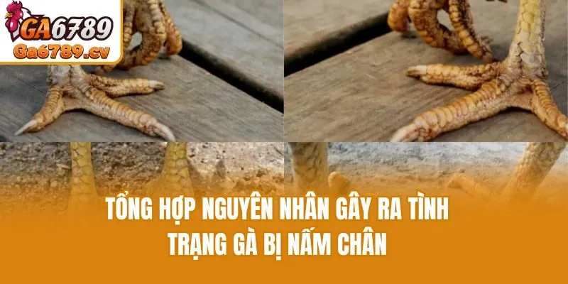 Tổng hợp nguyên nhân gây ra tình trạng gà bị nấm chân