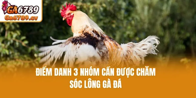 Điểm danh 3 nhóm cần được chăm sóc lông gà đá