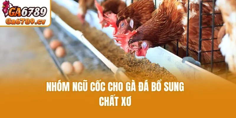 Nhóm ngũ cốc cho gà đá bổ sung chất xơ
