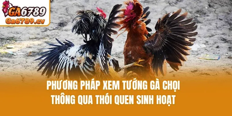 Phương pháp xem tướng gà chọi thông qua thói quen sinh hoạt