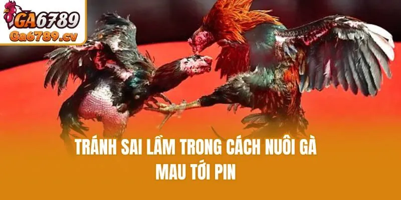 Tránh sai lầm trong cách nuôi gà mau tới pin